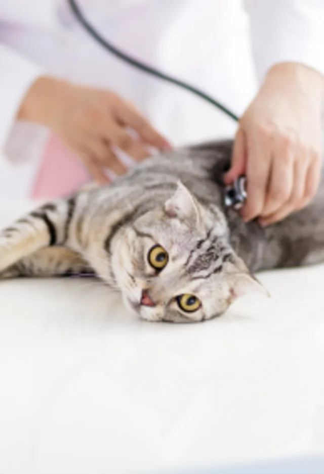 Cat being examined by doctor Cat being examined by doctor