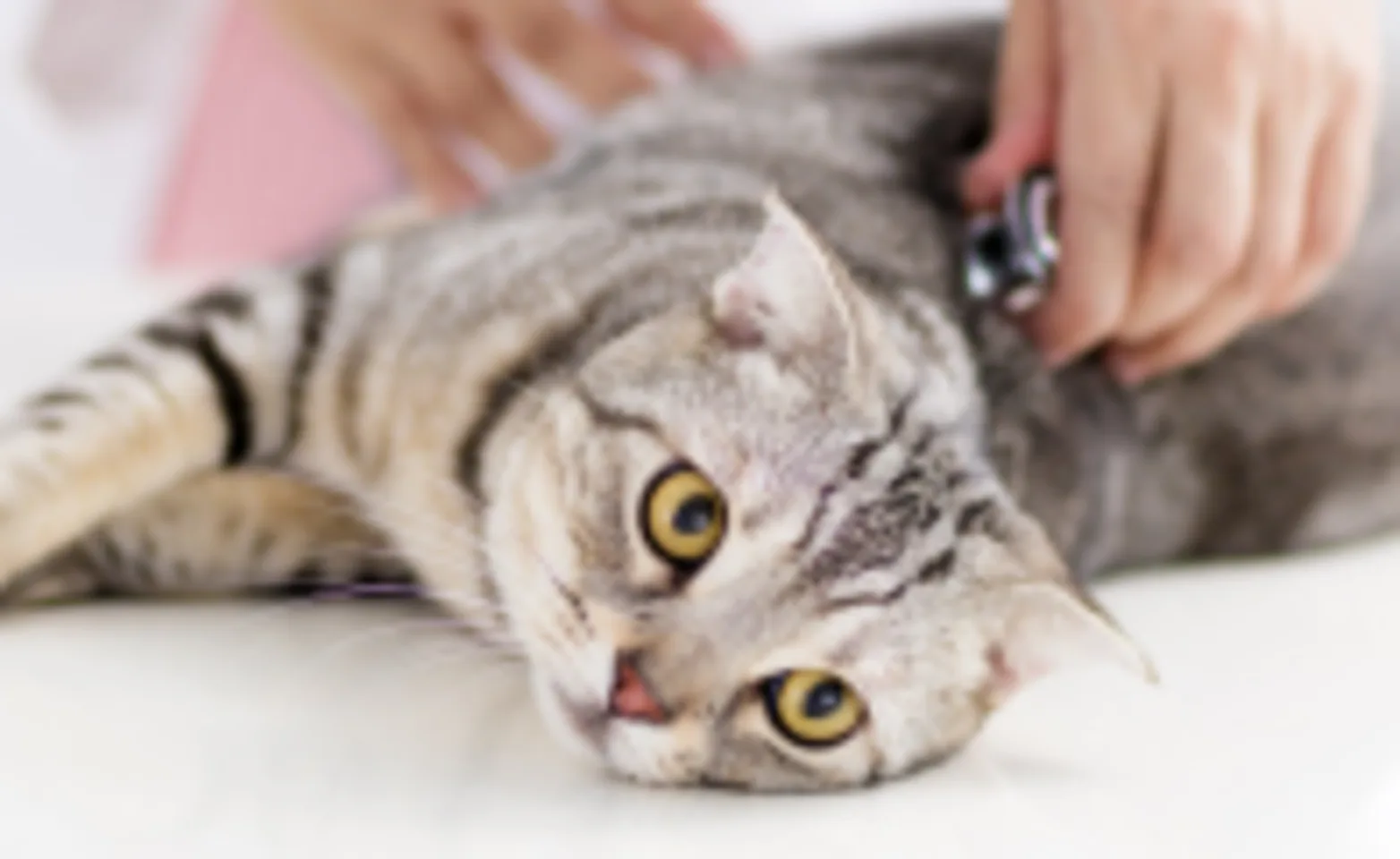 Cat being examined by doctor Cat being examined by doctor