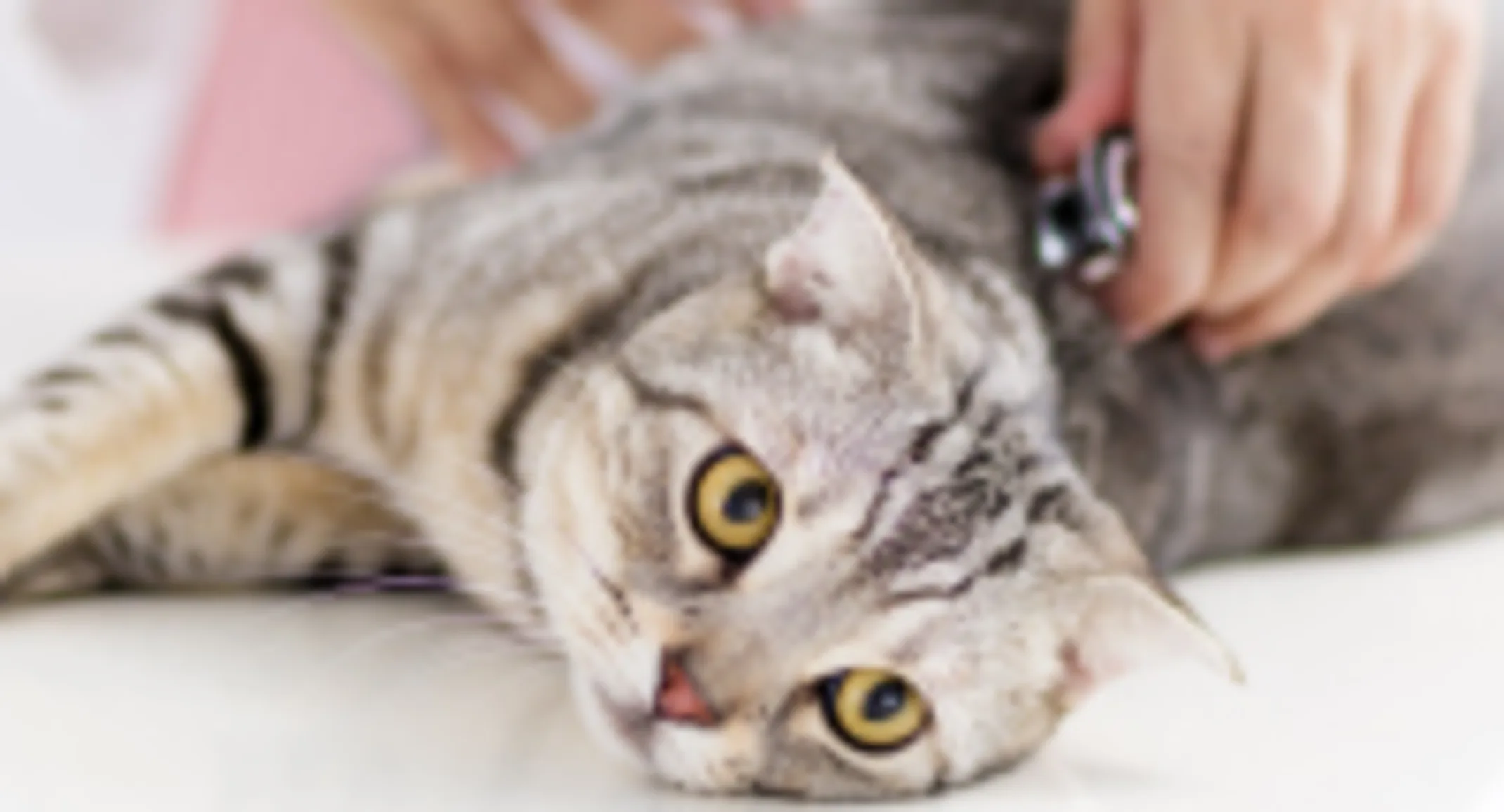 Cat being examined by doctor Cat being examined by doctor