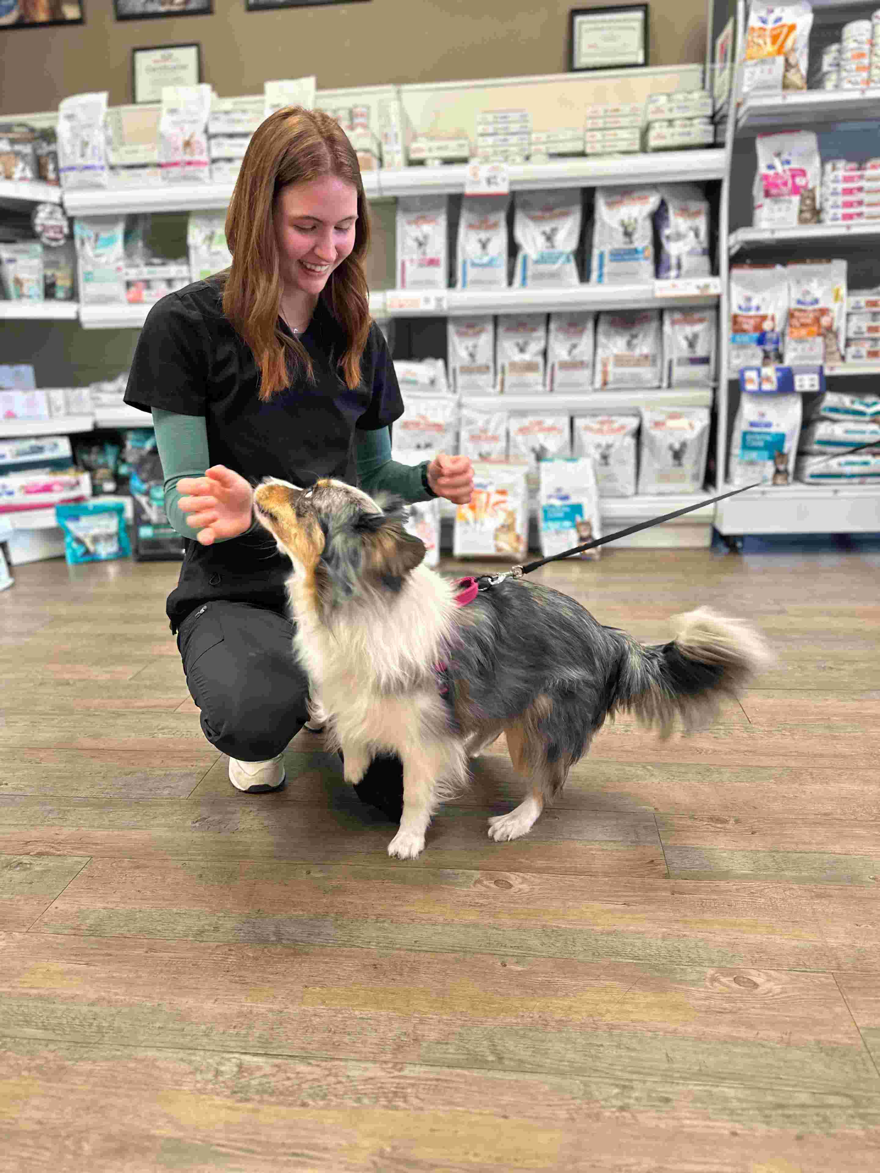 Staff playing with dog