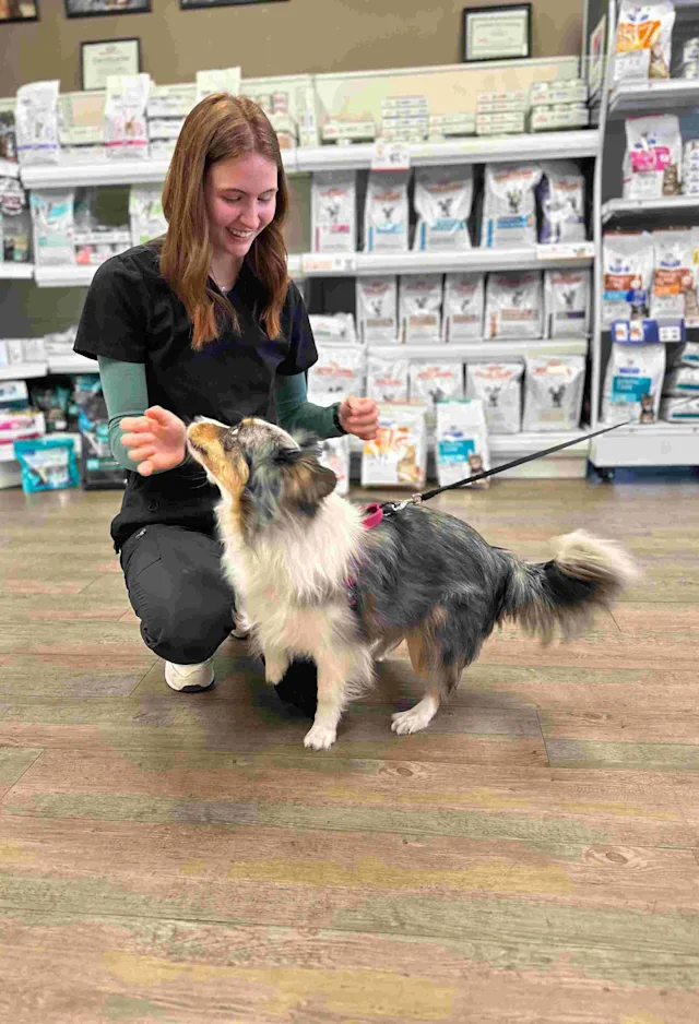 Staff playing with dog Staff playing with dog