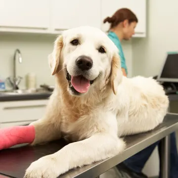 Dog on examination table with pink cast on Dog on examination table with pink cast on