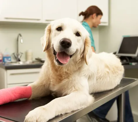 Dog on examination table with pink cast on