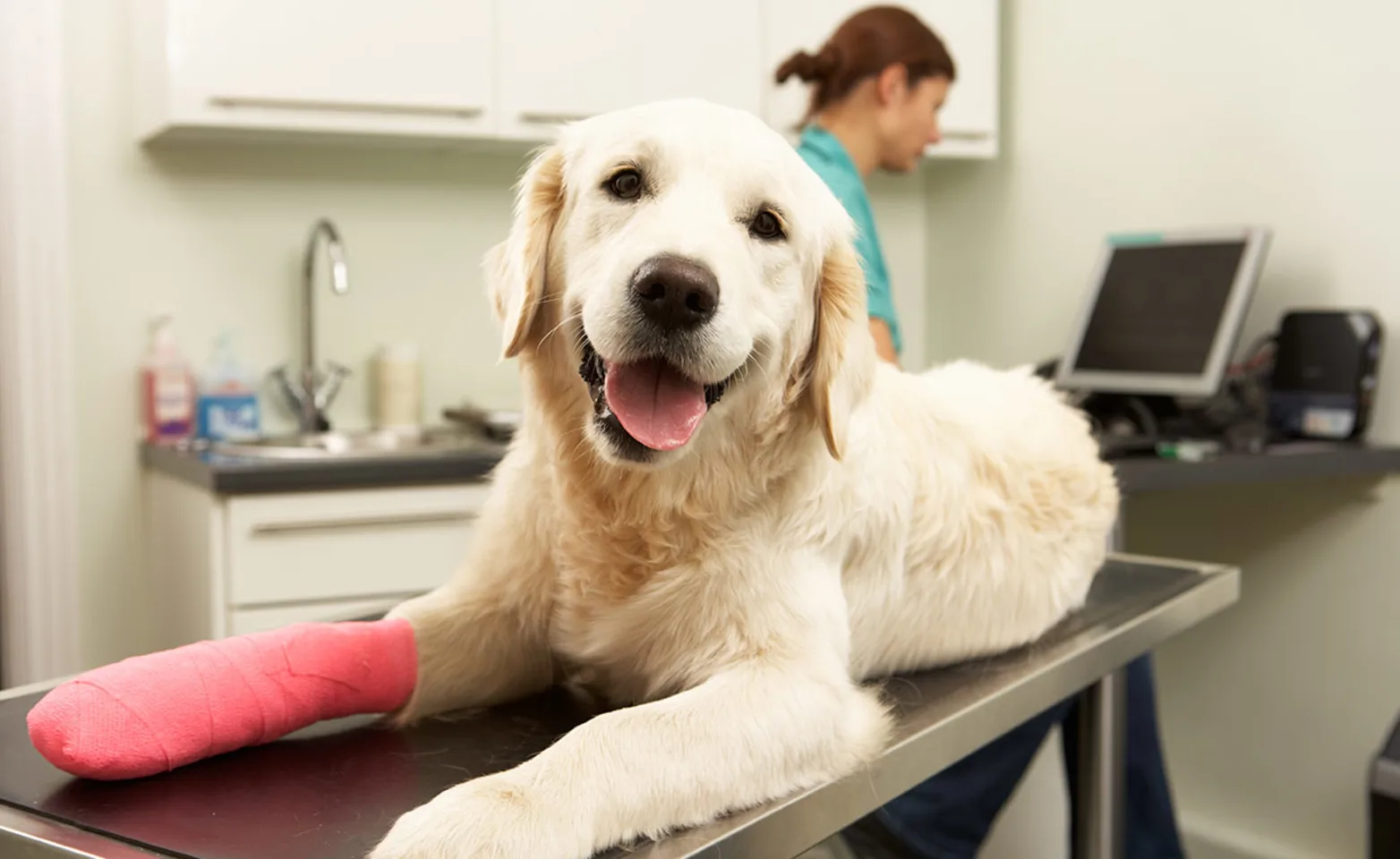 Dog on examination table with pink cast on Dog on examination table with pink cast on