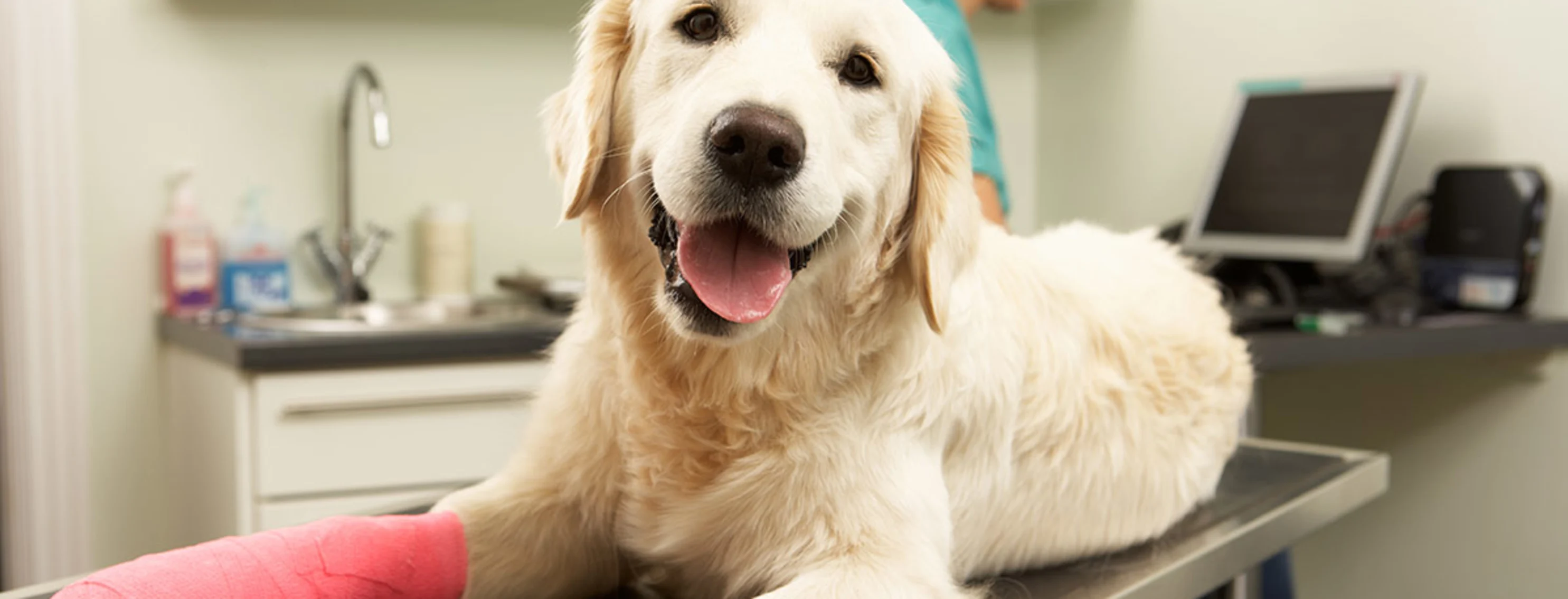 Dog on examination table with pink cast on