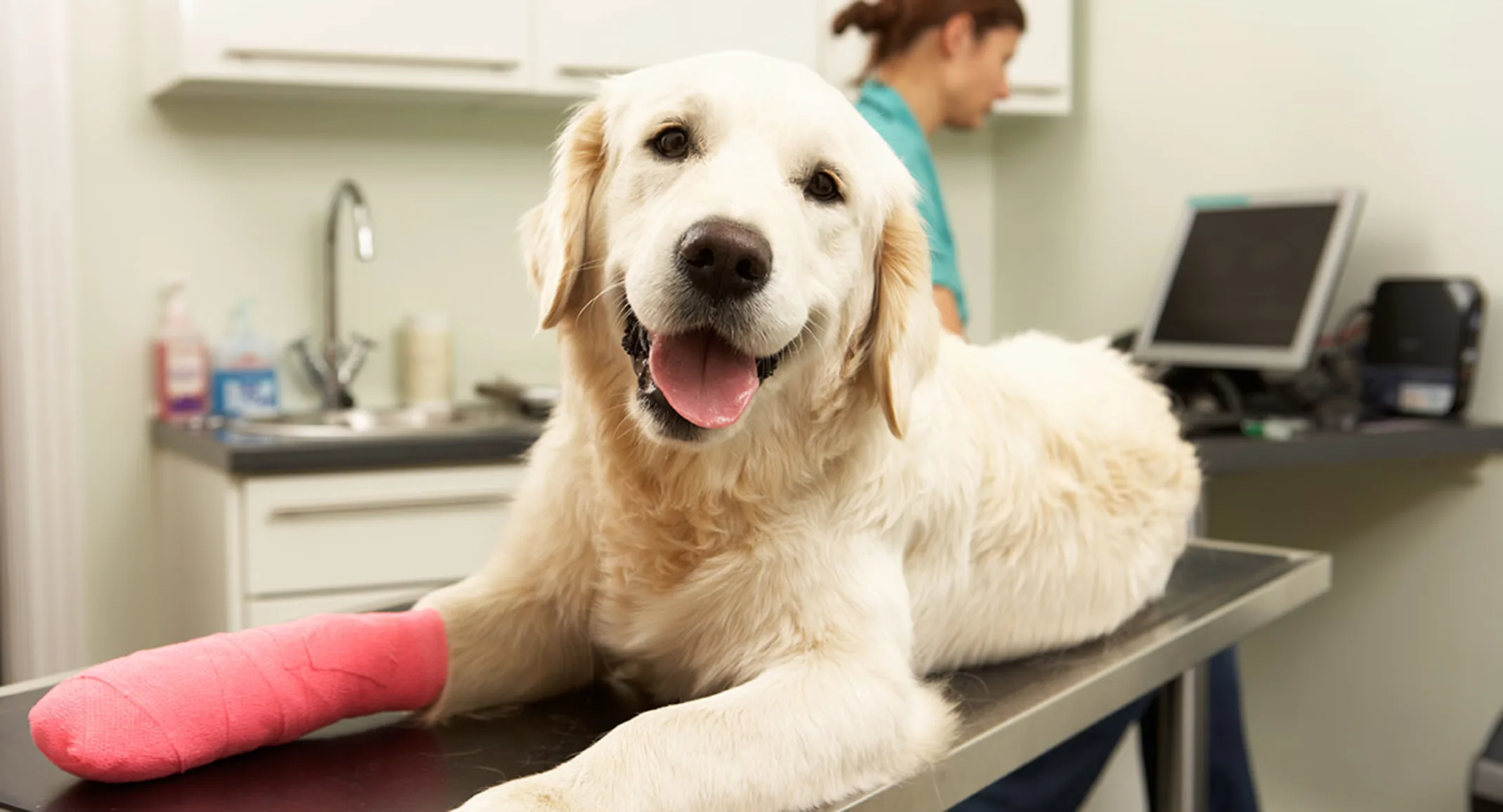 Dog on examination table with pink cast on Dog on examination table with pink cast on