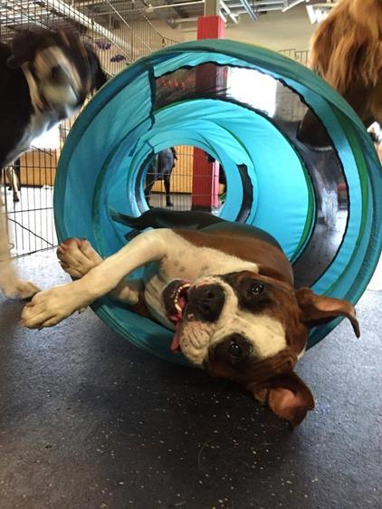 Dog playing with tongue out