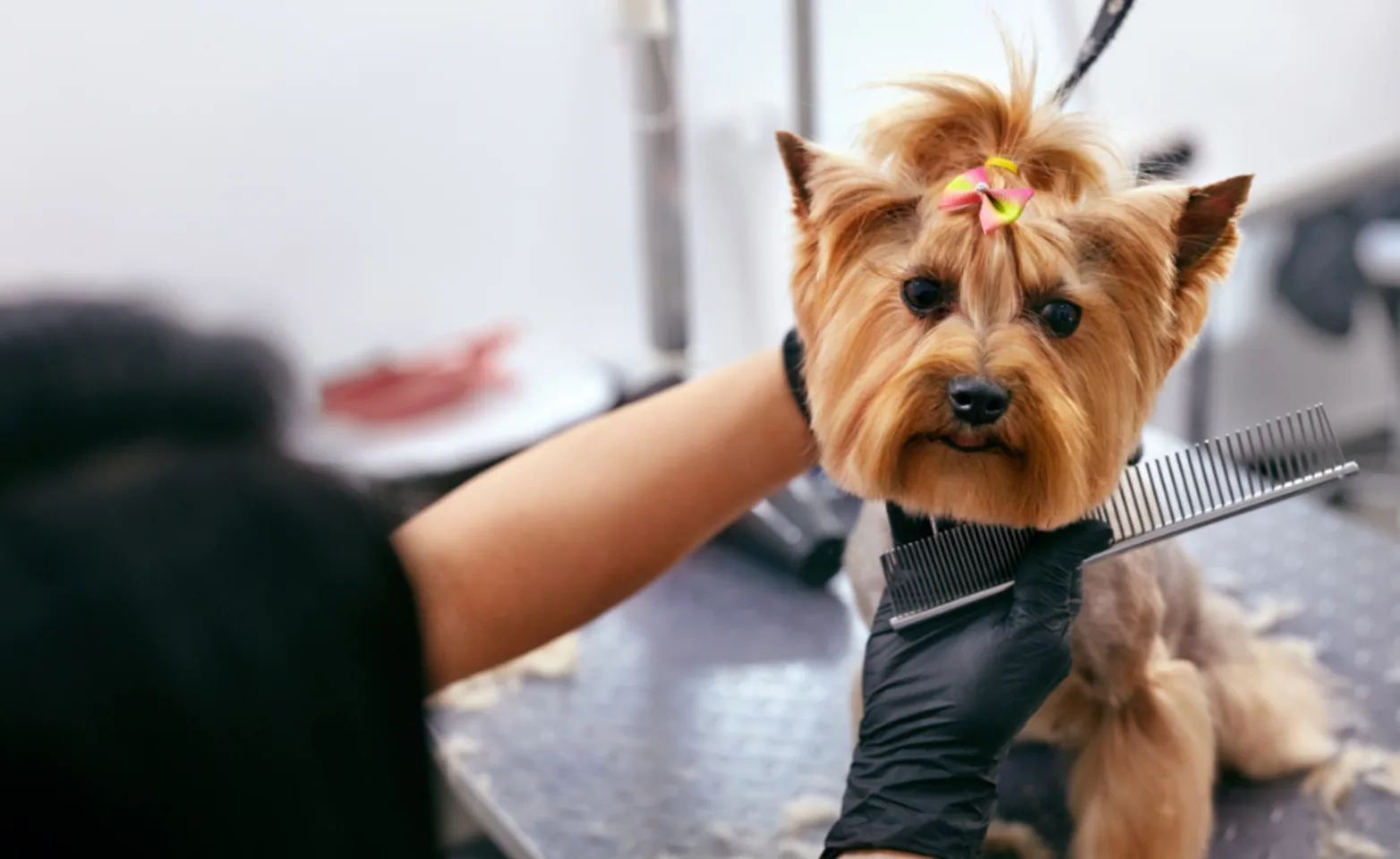 Brown Dog Getting a Trim Brown Dog Getting a Trim