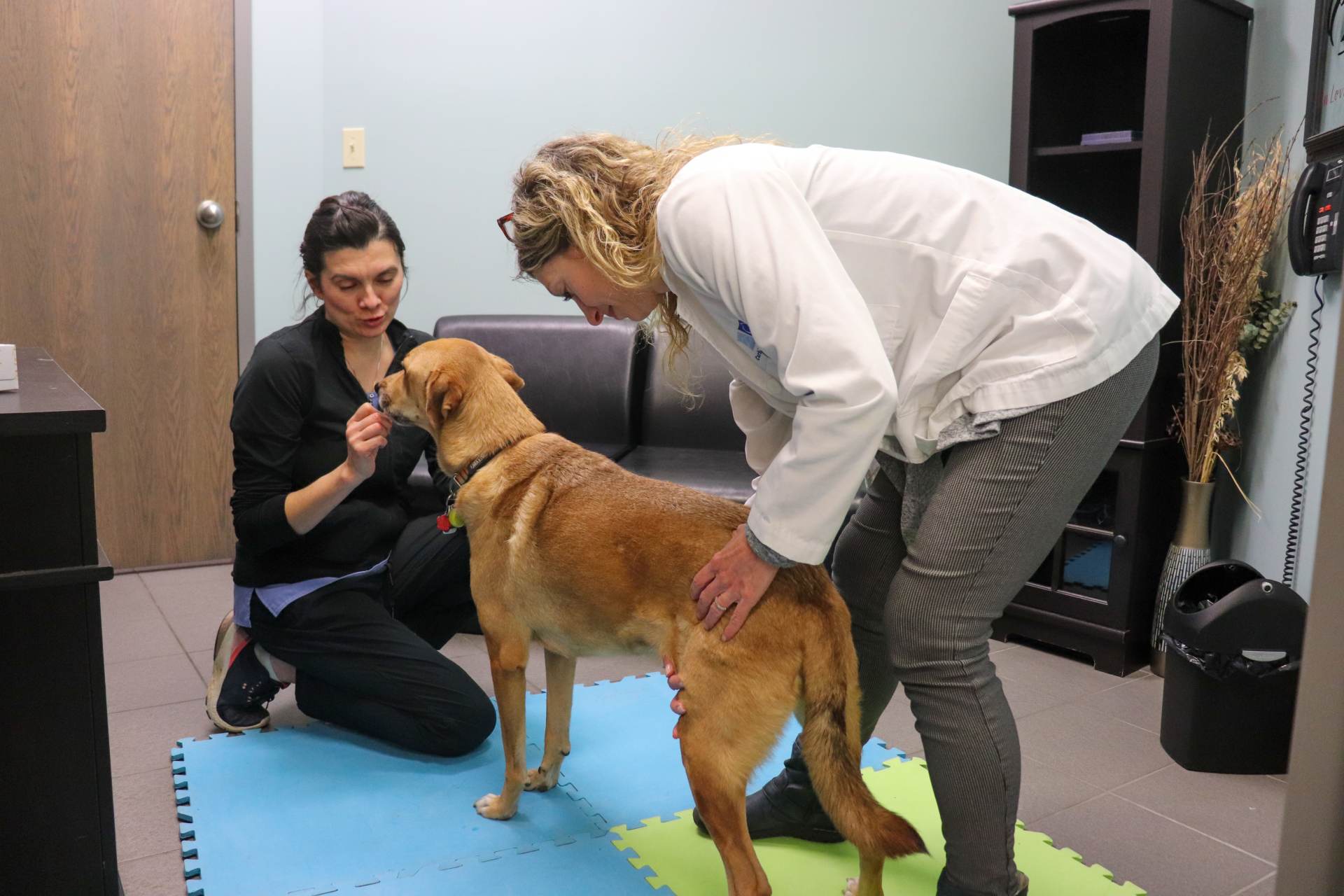 ED & KL Chiropractor