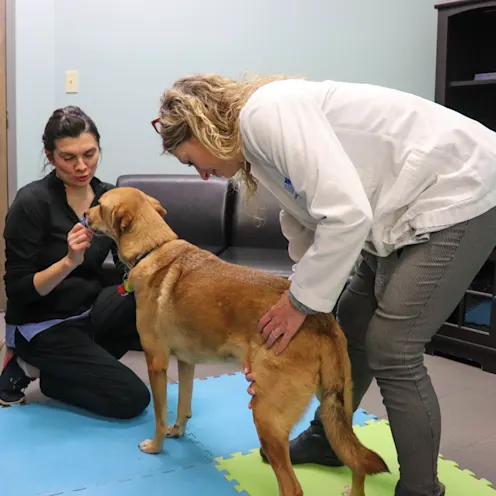 ED & KL Chiropractor ED & KL Chiropractor