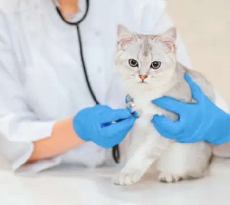 Cat Looking at Camera While Being Examined by Veterinarian Cat Looking at Camera While Being Examined by Veterinarian