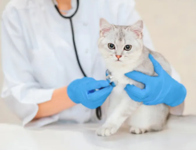 Cat Looking at Camera While Being Examined by Veterinarian Cat Looking at Camera While Being Examined by Veterinarian