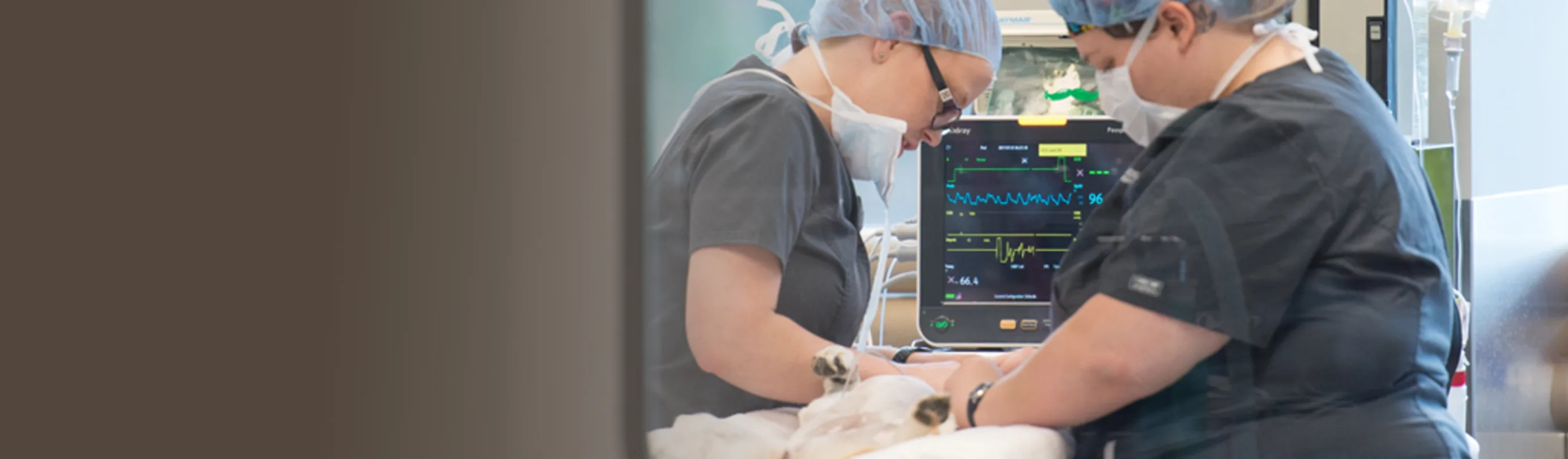 Two staff members with an animal hooked up to monitoring equipment Two staff members with an animal hooked up to monitoring equipment