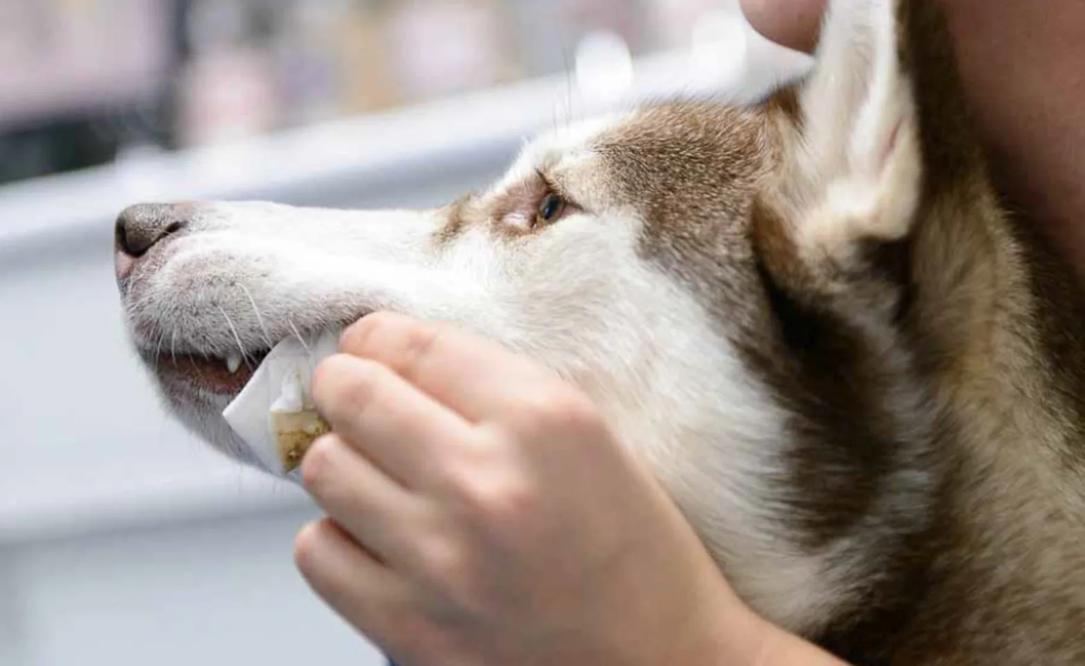 Staff holding using a fabric to brush a husky's teeth Staff holding using a fabric to brush a husky's teeth