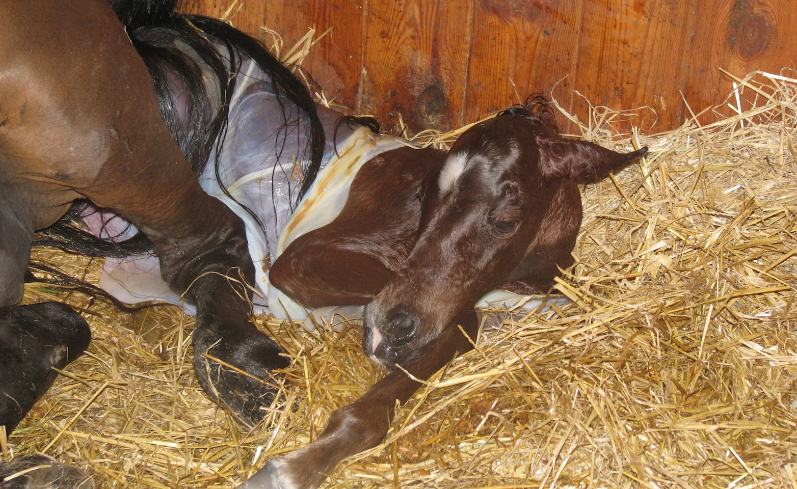 Foal being born Foal being born