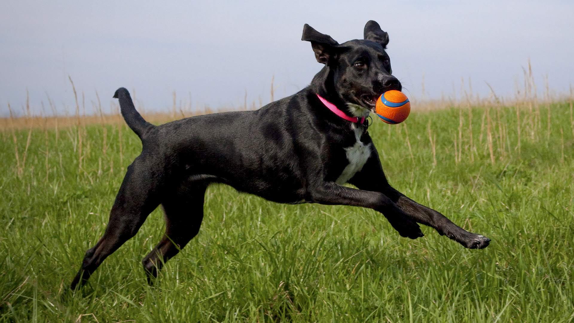 Black labrador mix wearing a pink collar and prancing across green grass with an orange ball in her mouth.