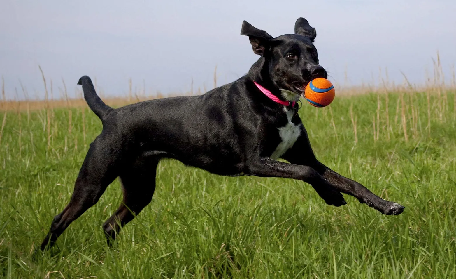 Black labrador mix wearing a pink collar and prancing across green grass with an orange ball in her mouth. Black labrador mix wearing a pink collar and prancing across green grass with an orange ball in her mouth.