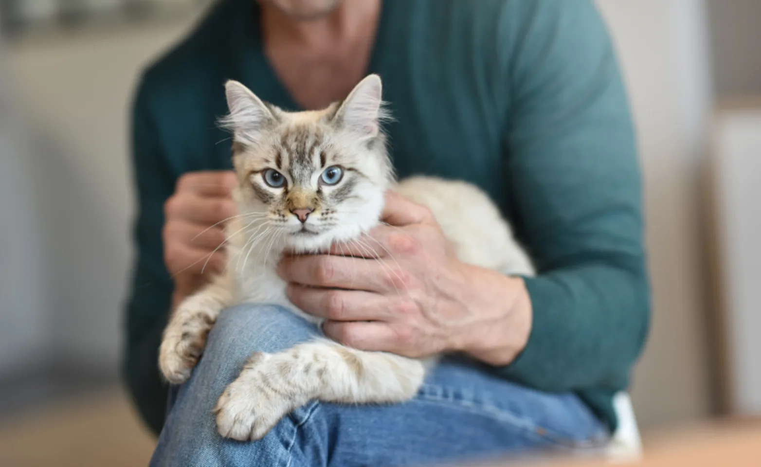 Owner Holding a Gray Cat at Home