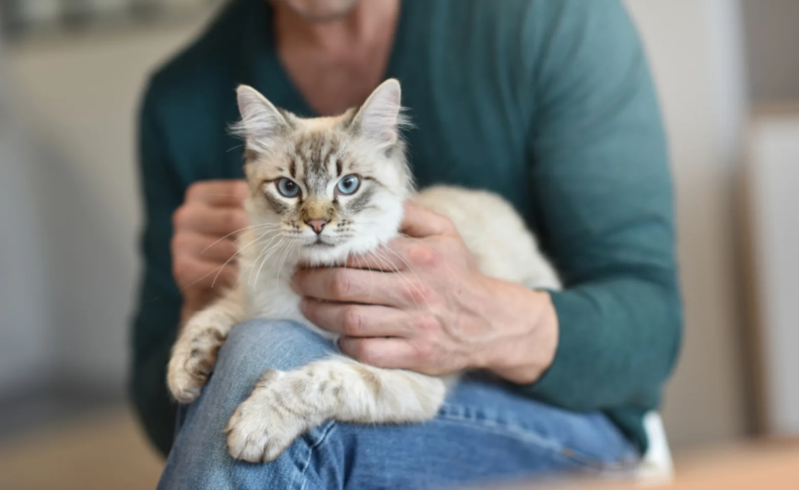 Owner Holding a Gray Cat at Home Owner Holding a Gray Cat at Home