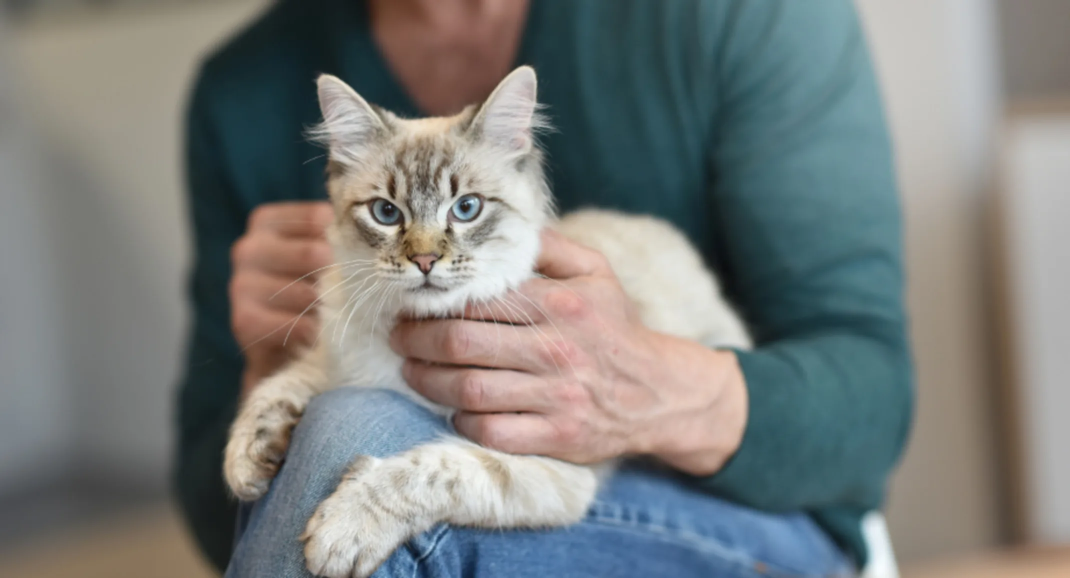 Owner Holding a Gray Cat at Home Owner Holding a Gray Cat at Home
