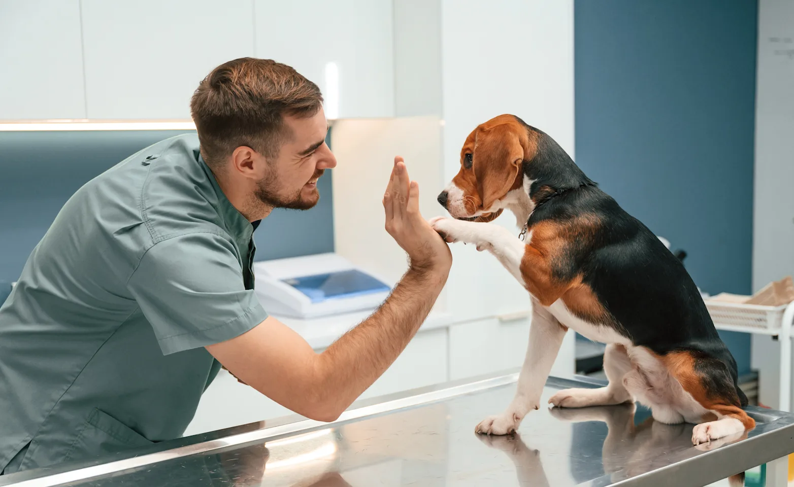 A veterinarian high fiving a beagle. A veterinarian high fiving a beagle.