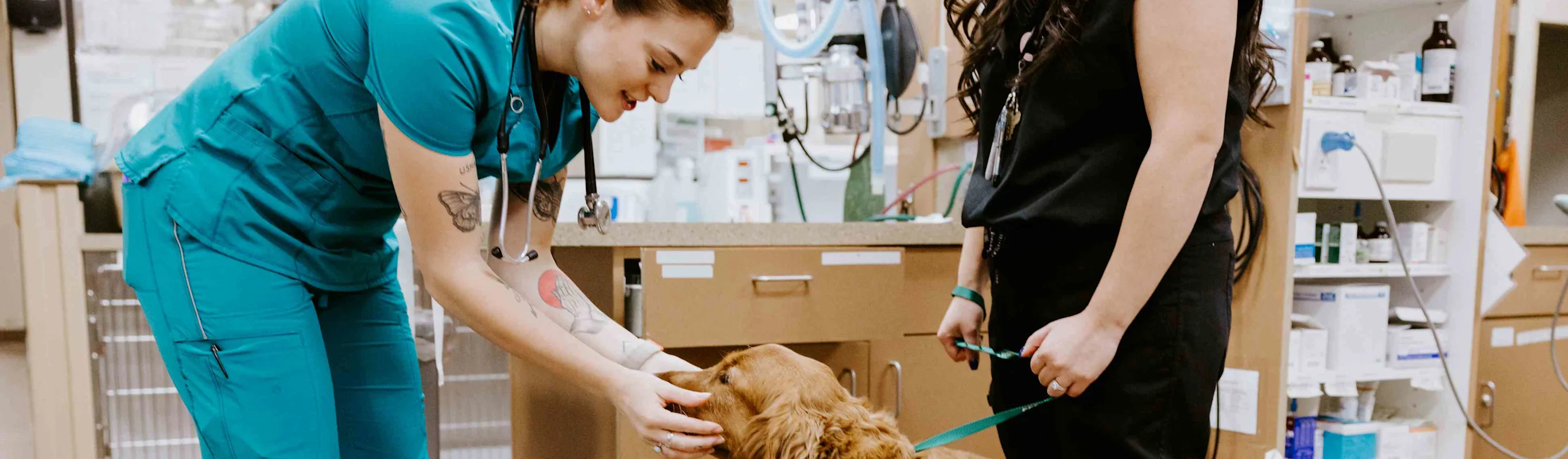 Staff petting a golden retriever. Staff petting a golden retriever.