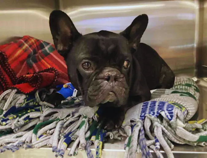 French bulldog named Vader French bulldog named Vader