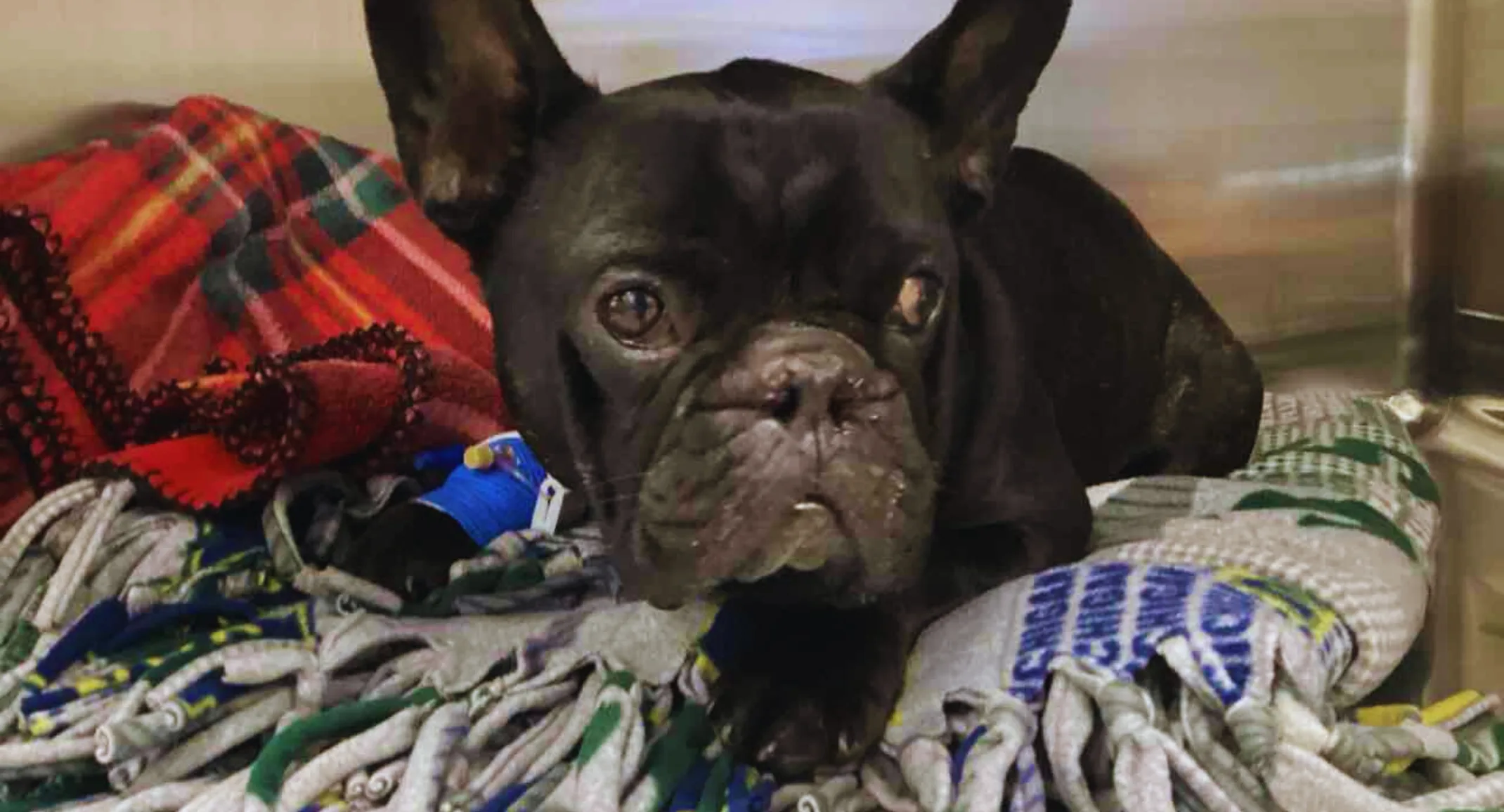 French bulldog named Vader French bulldog named Vader