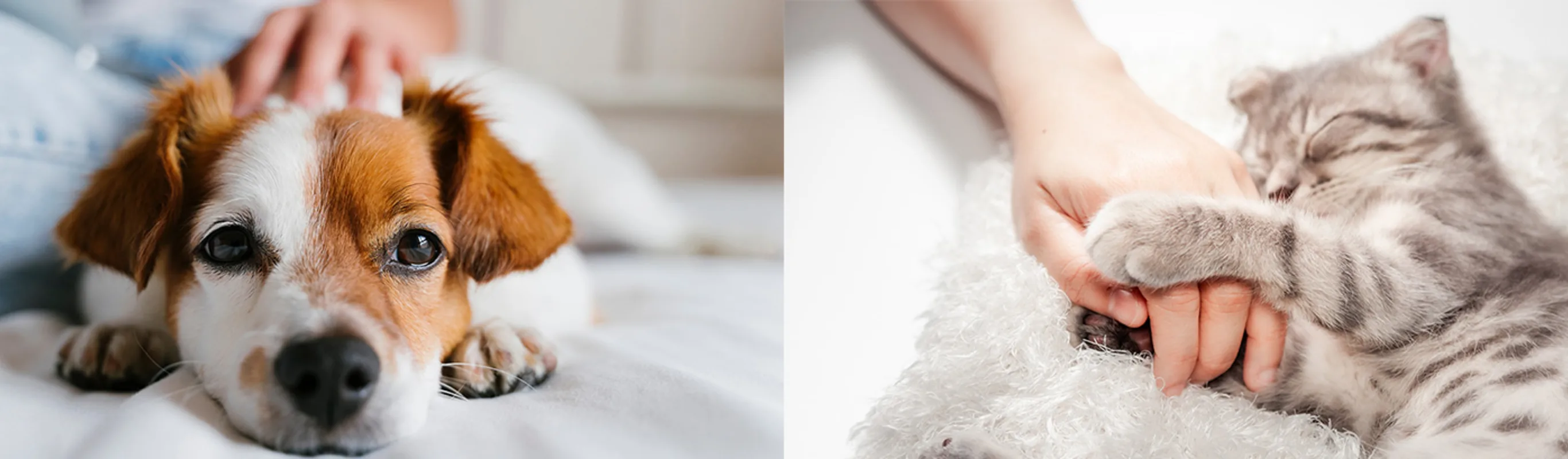 Two images- left image is close up of dog's face while he is laying down and right image is cat holding a person's hand as they sleep