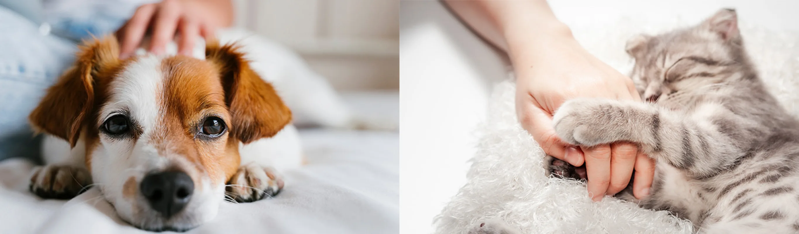 Two images- left image is close up of dog's face while he is laying down and right image is cat holding a person's hand as they sleep Two images- left image is close up of dog's face while he is laying down and right image is cat holding a person's hand as they sleep