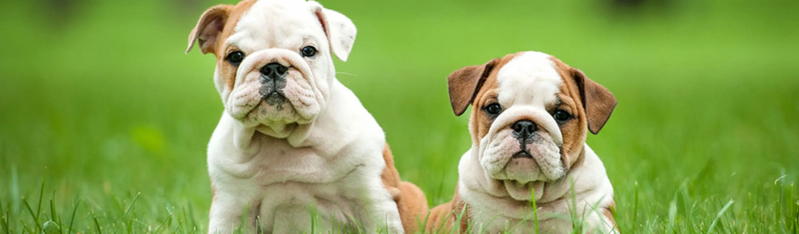 English Dogs sitting in grass looking straight