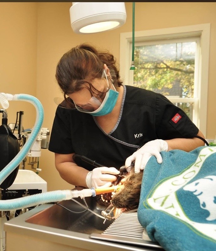 Veterinarians cleaning a dog's teeth
