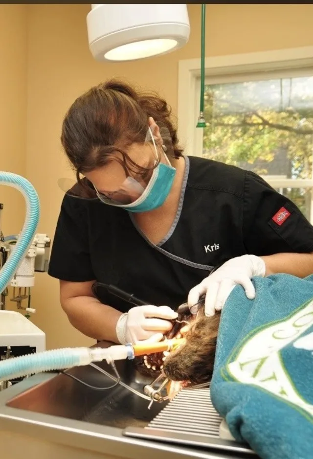 Veterinarians cleaning a dog's teeth Veterinarians cleaning a dog's teeth