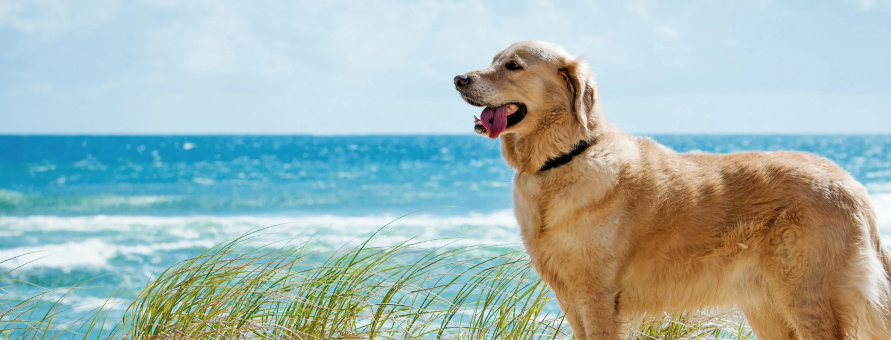 Golden Retriever walking on beach Golden Retriever walking on beach