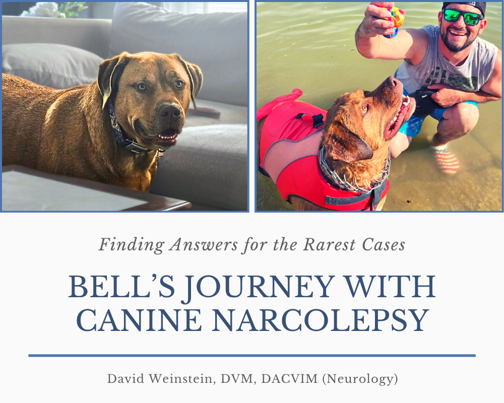 Finding Answers for the Rarest Cases: Bell’s Journey with Canine Narcolepsy