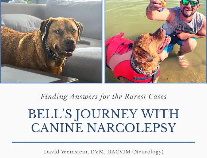 Finding Answers for the Rarest Cases: Bell’s Journey with Canine Narcolepsy Finding Answers for the Rarest Cases: Bell’s Journey with Canine Narcolepsy
