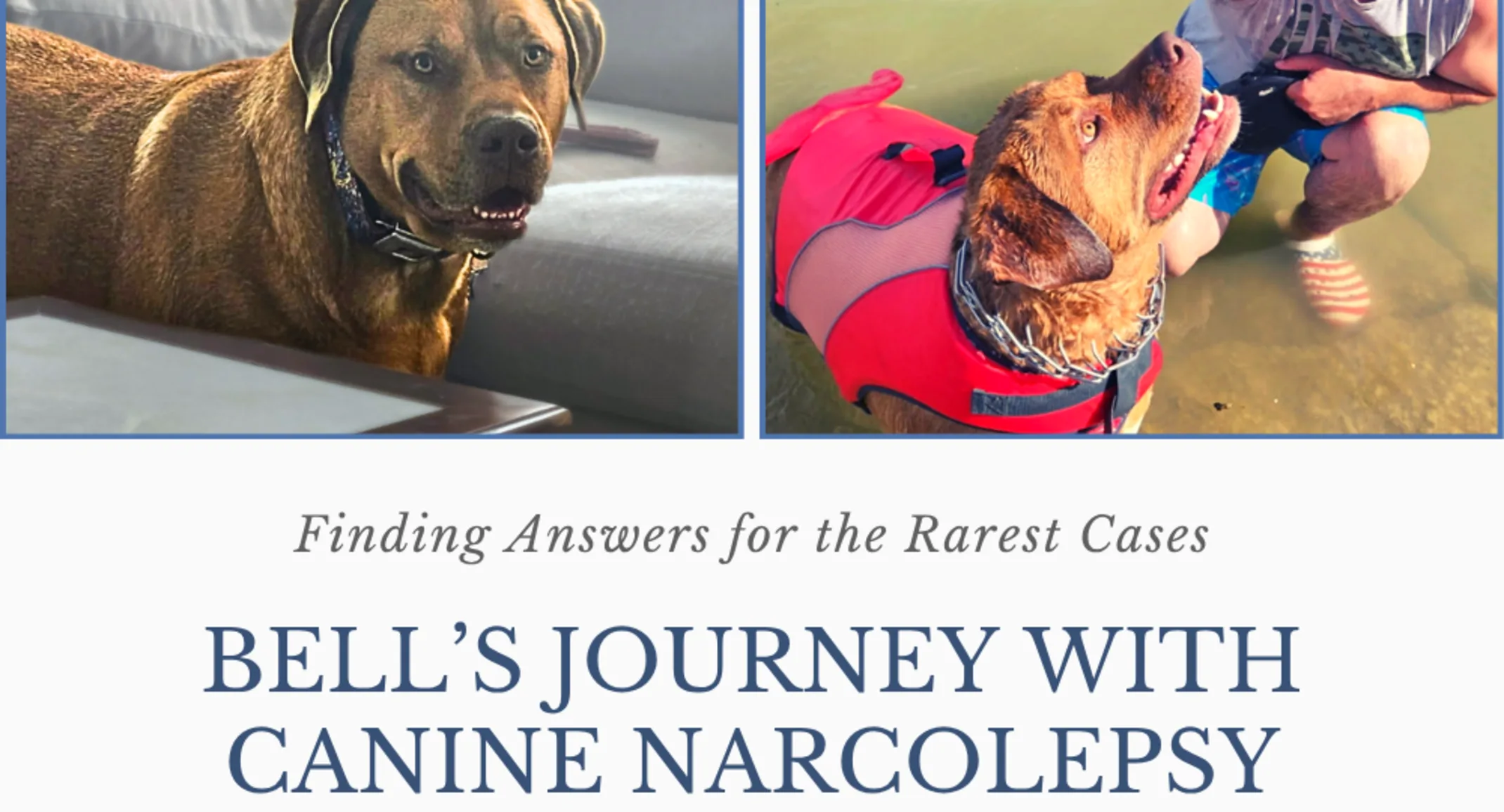 Finding Answers for the Rarest Cases: Bell’s Journey with Canine Narcolepsy Finding Answers for the Rarest Cases: Bell’s Journey with Canine Narcolepsy