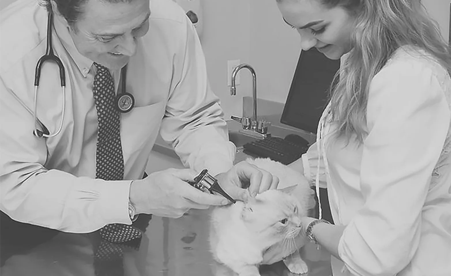 Vet and staff member checking up on a cat Vet and staff member checking up on a cat
