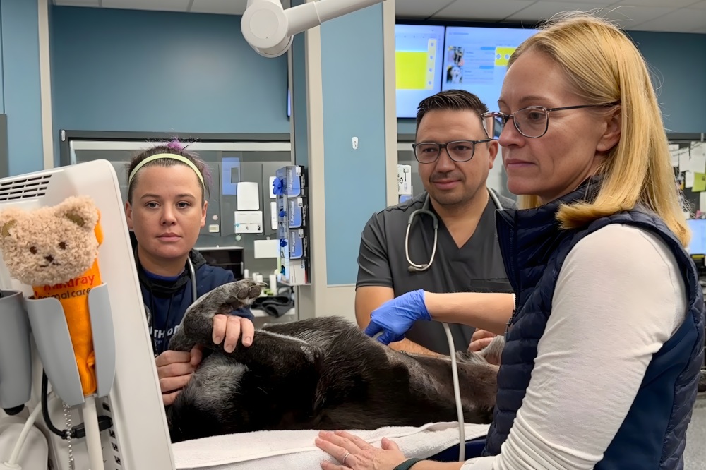 Vet team conducting an ultrasound on a black dog. 