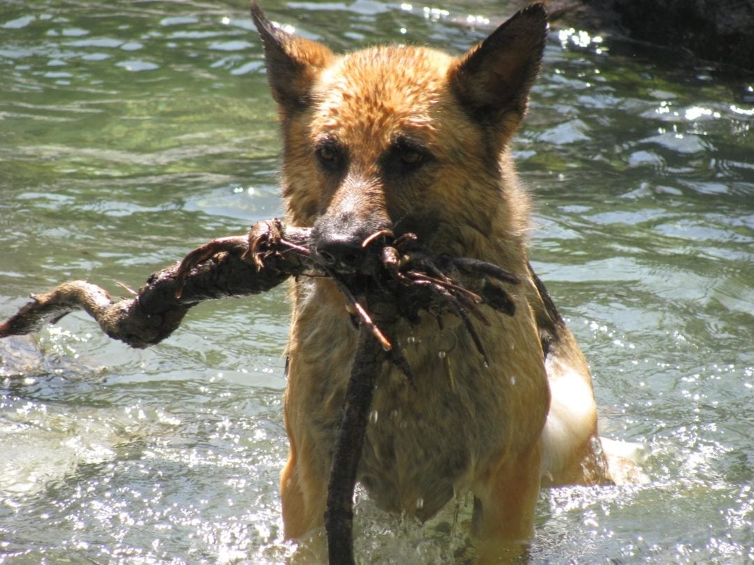 Dog is holding a stick