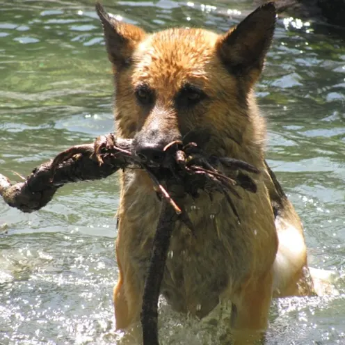 Dog is holding a stick Dog is holding a stick