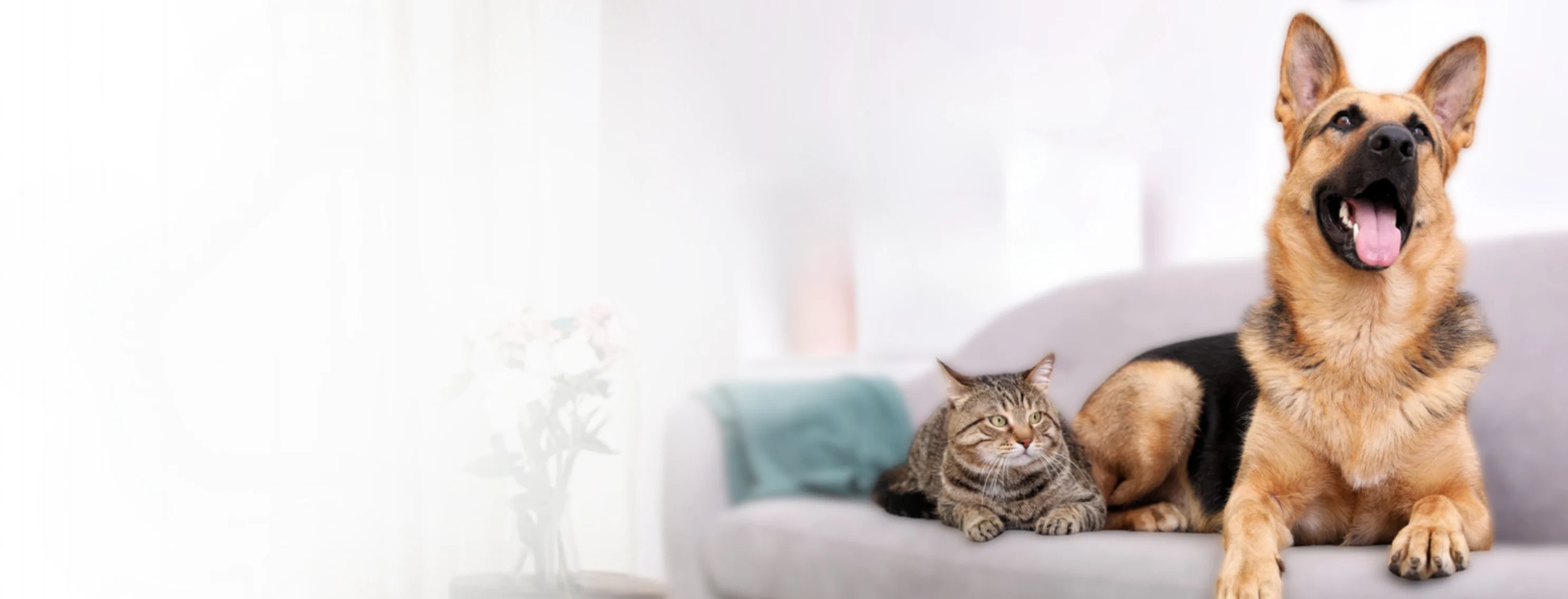 Dog & Cat Laying on Gray Couch Dog & Cat Laying on Gray Couch