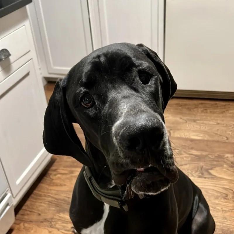 Chloe Chloe