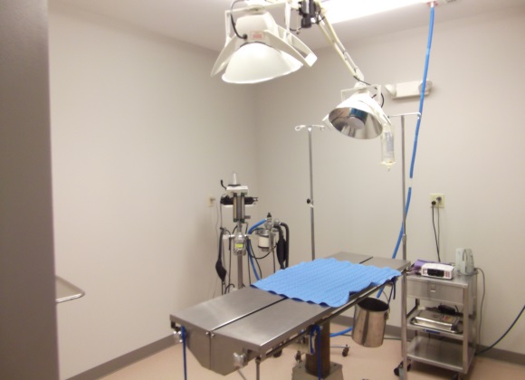 King of Prussia Veterinary Hospital Surgery
