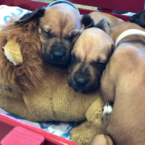 puppies cuddling with stuffed animal