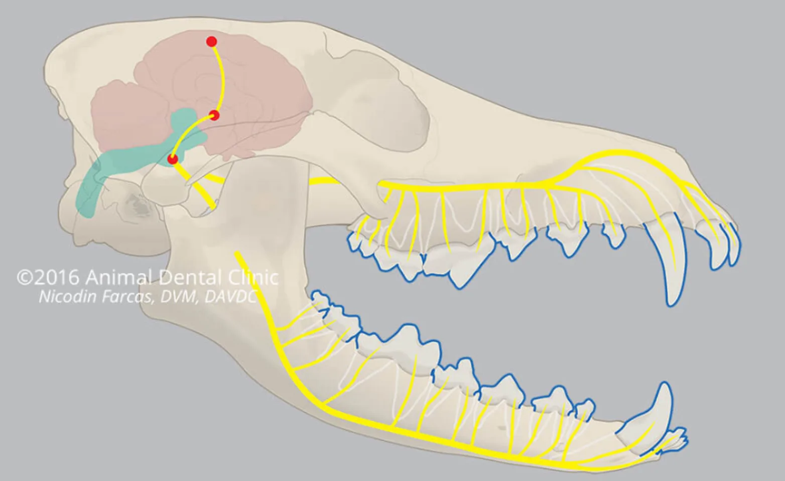 Diagram of where oral pain can be located Diagram of where oral pain can be located