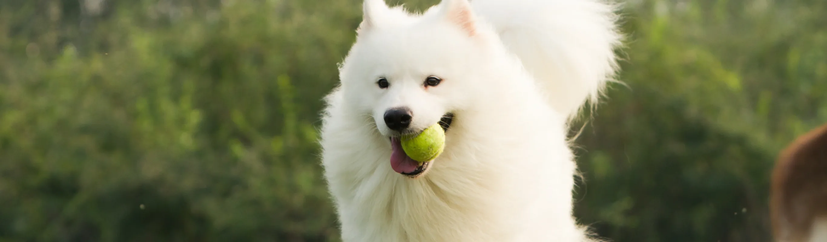 White dog with tennis ball in its mouth White dog with tennis ball in its mouth