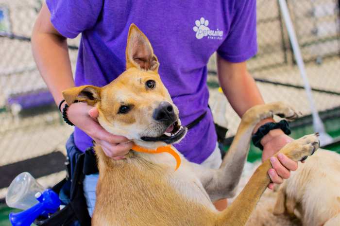 A PetSuites staff member plays with a dog. 
