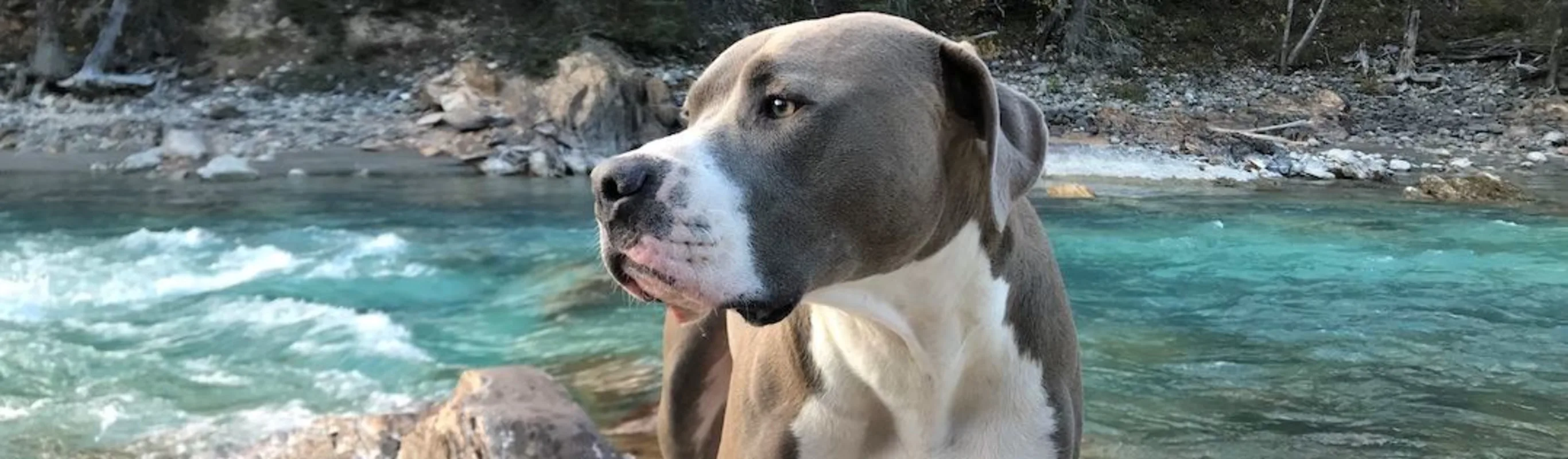 Grey and white dog in front of river Grey and white dog in front of river
