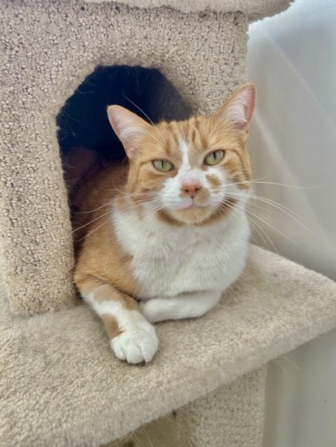 Orange cat on cat jungle cat